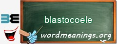 WordMeaning blackboard for blastocoele